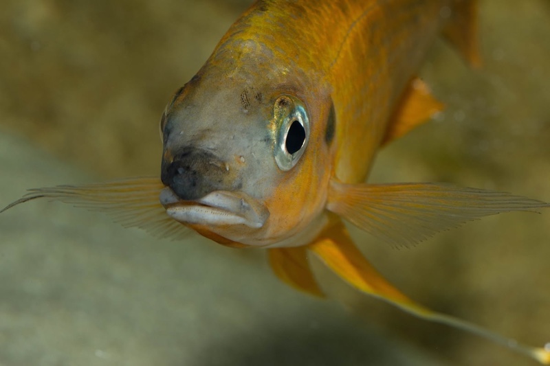 Ophthalmotilapia nasuta 'Kipili'
